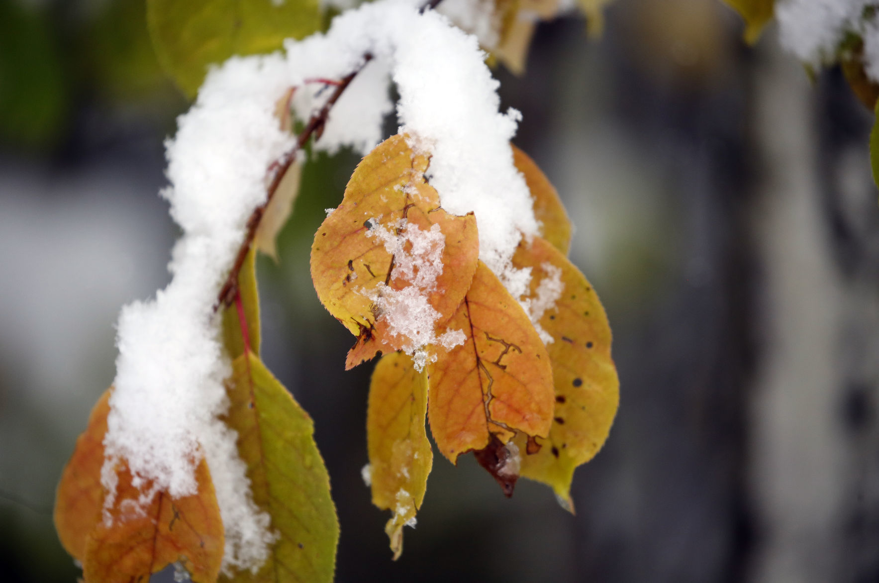 September Snow